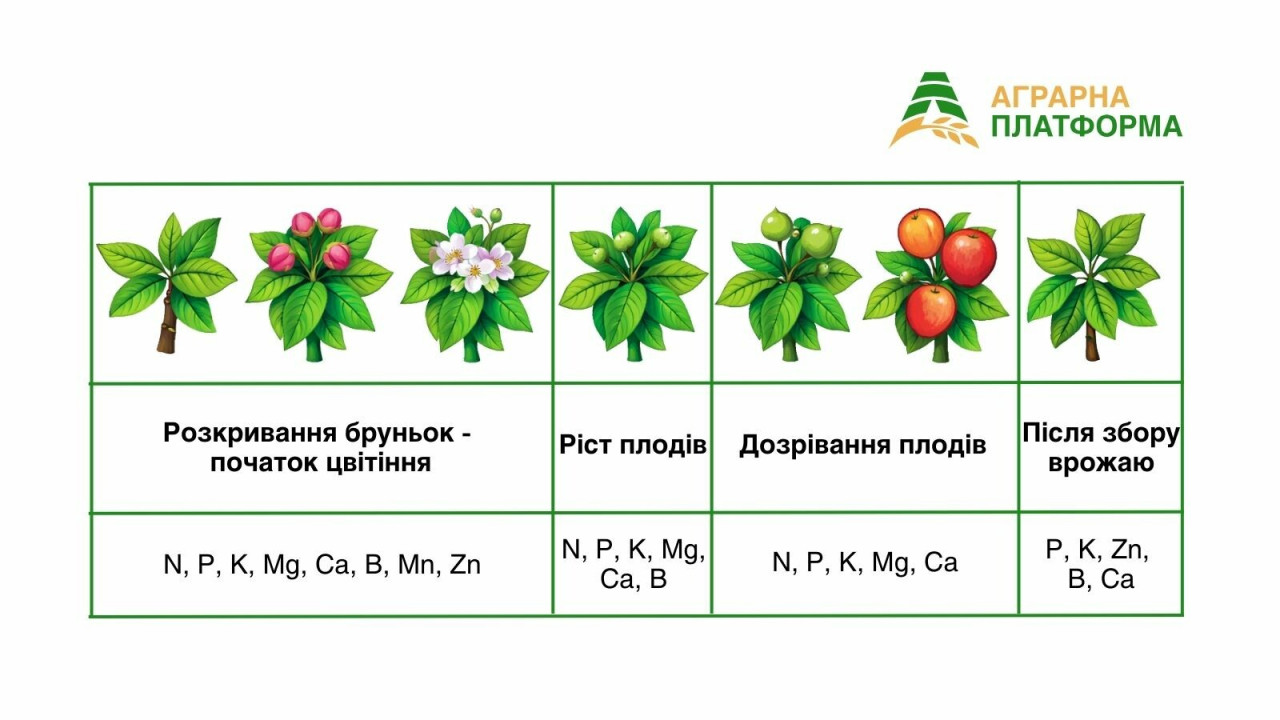 Критичні фази розвитку зерняткових культур з необхідними елементами живлення