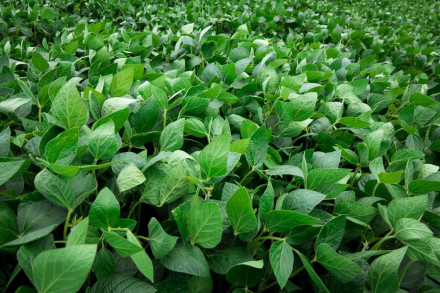 Навіщо використовувати інокулянти?