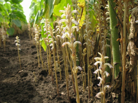 Вовчок соняшника: ефективні методи боротьби та профілактики