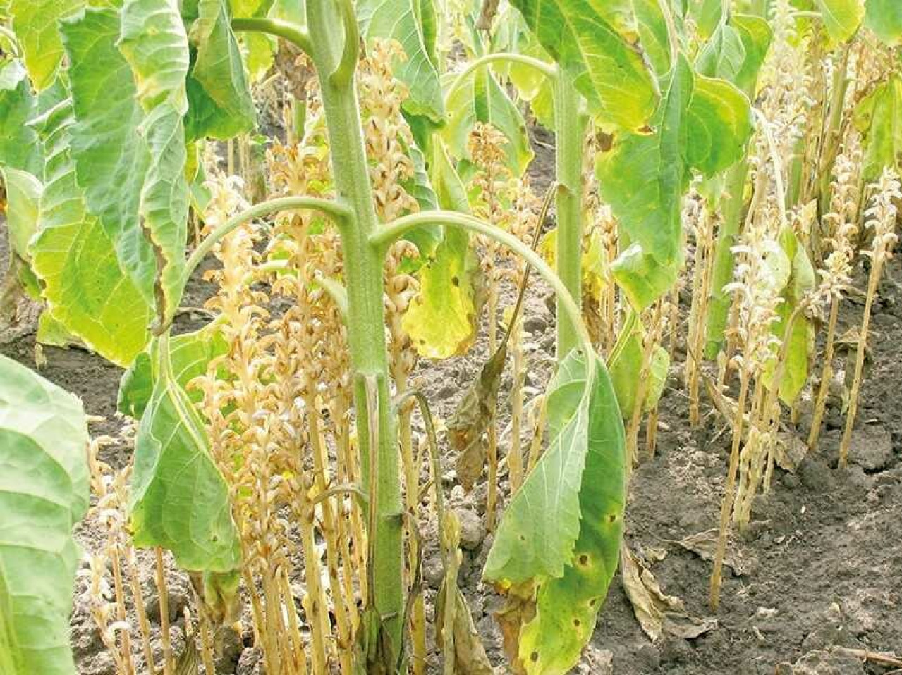 Вовчок соняшника