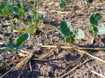 Подкормка рапса в фазу 2–4 листа: какие микроэлементы критические