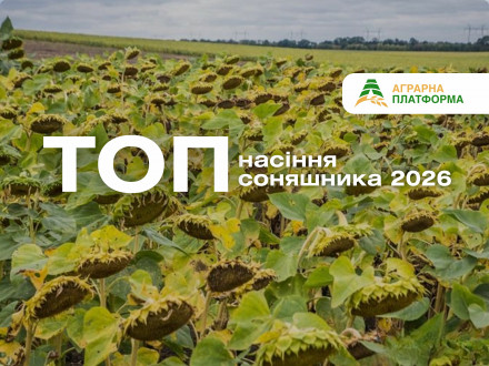 Оберіть найкращі гібриди соняшнику 2026 року. Конді, Суміко, P64LE25, ЕС Белла — стабільність, урожайність і стійкість до стресів.