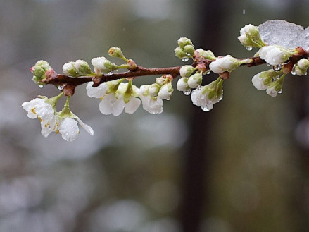 Захист плодових дерев від весняних заморозків