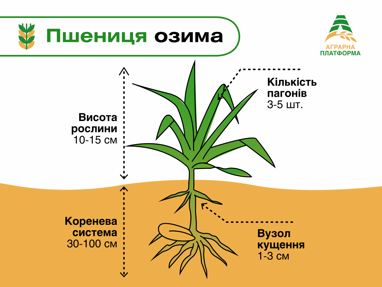 🌾️Озима пшениця 🌾️Озима пшениця