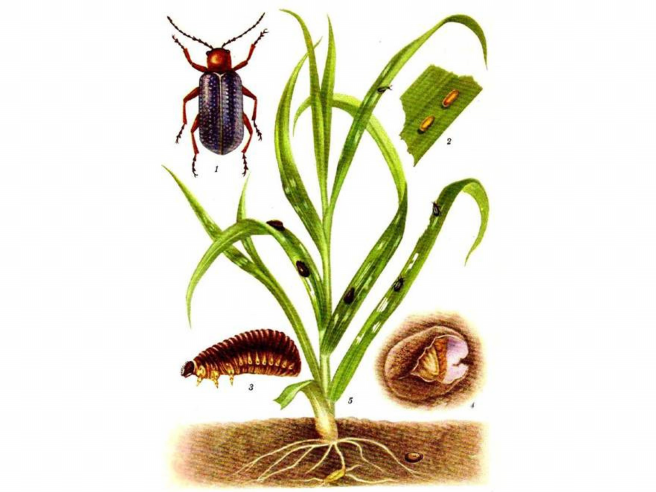 Цикл развития пьявицы