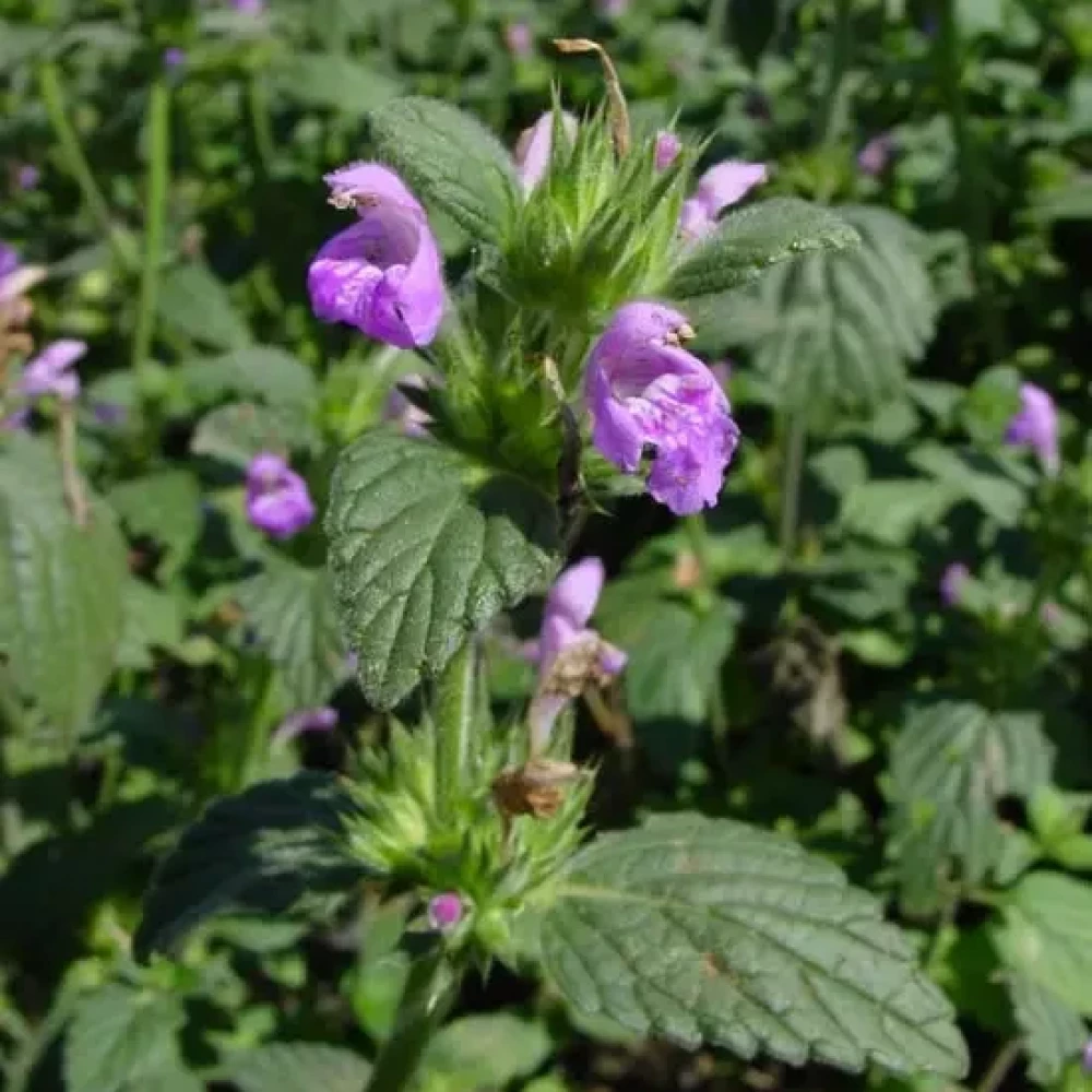 Жабрій ладанний, бур'ян, засоби боротьби, Аграрна Платформа