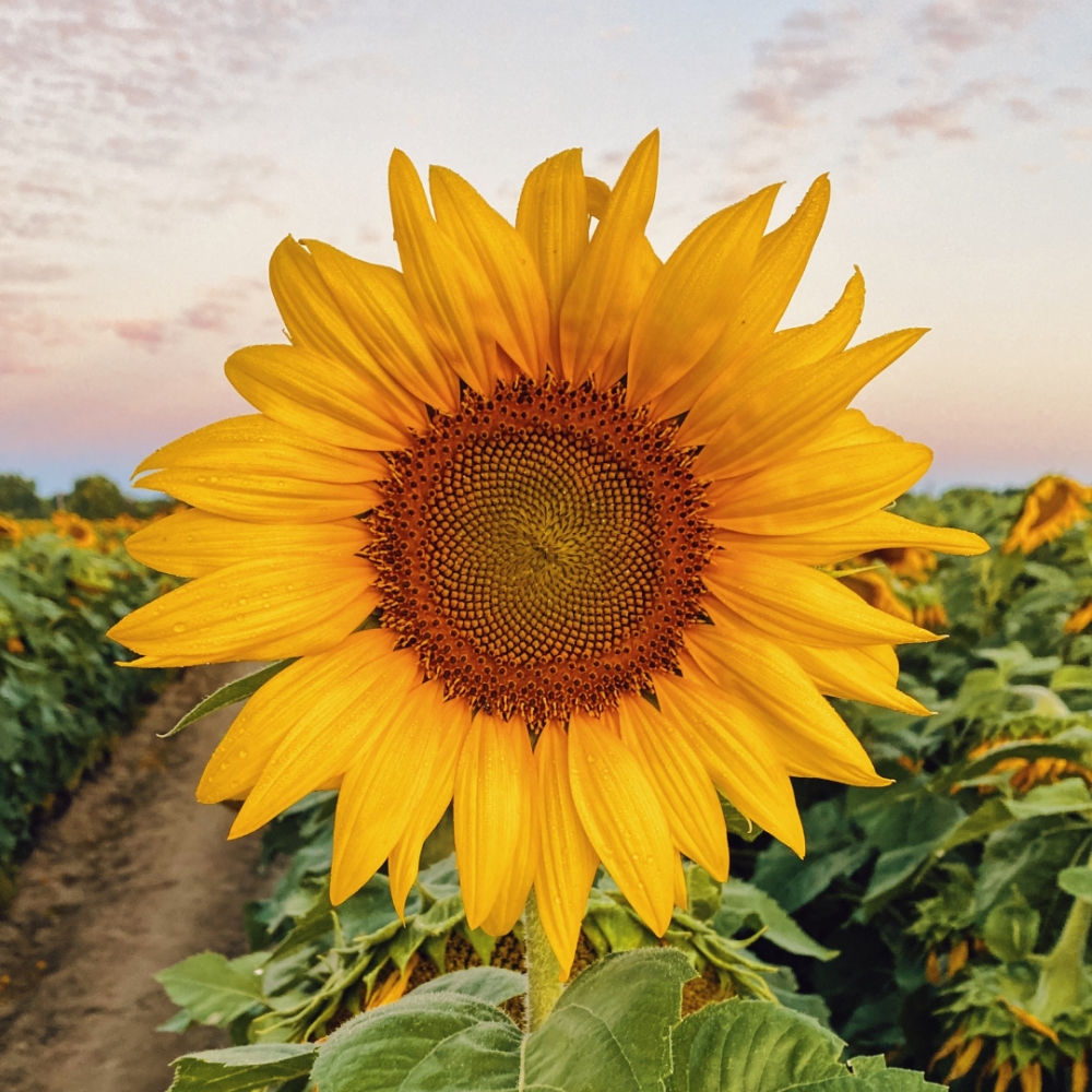 Вредители подсолнуха