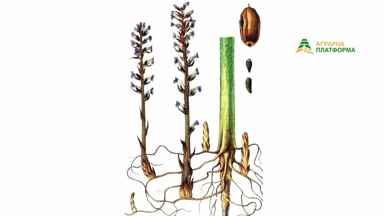 Вовчок соняшника