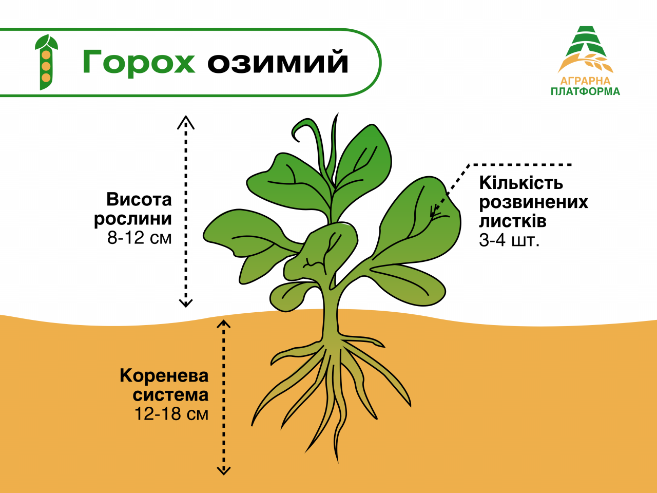 🫛Озимый горох