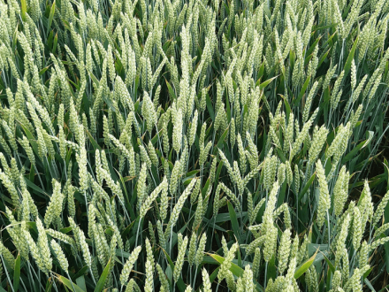 Біопрепарати: екологічний вибір для сучасного землеробства