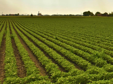 Комплексна технологія вирощування нетрадиційної сої