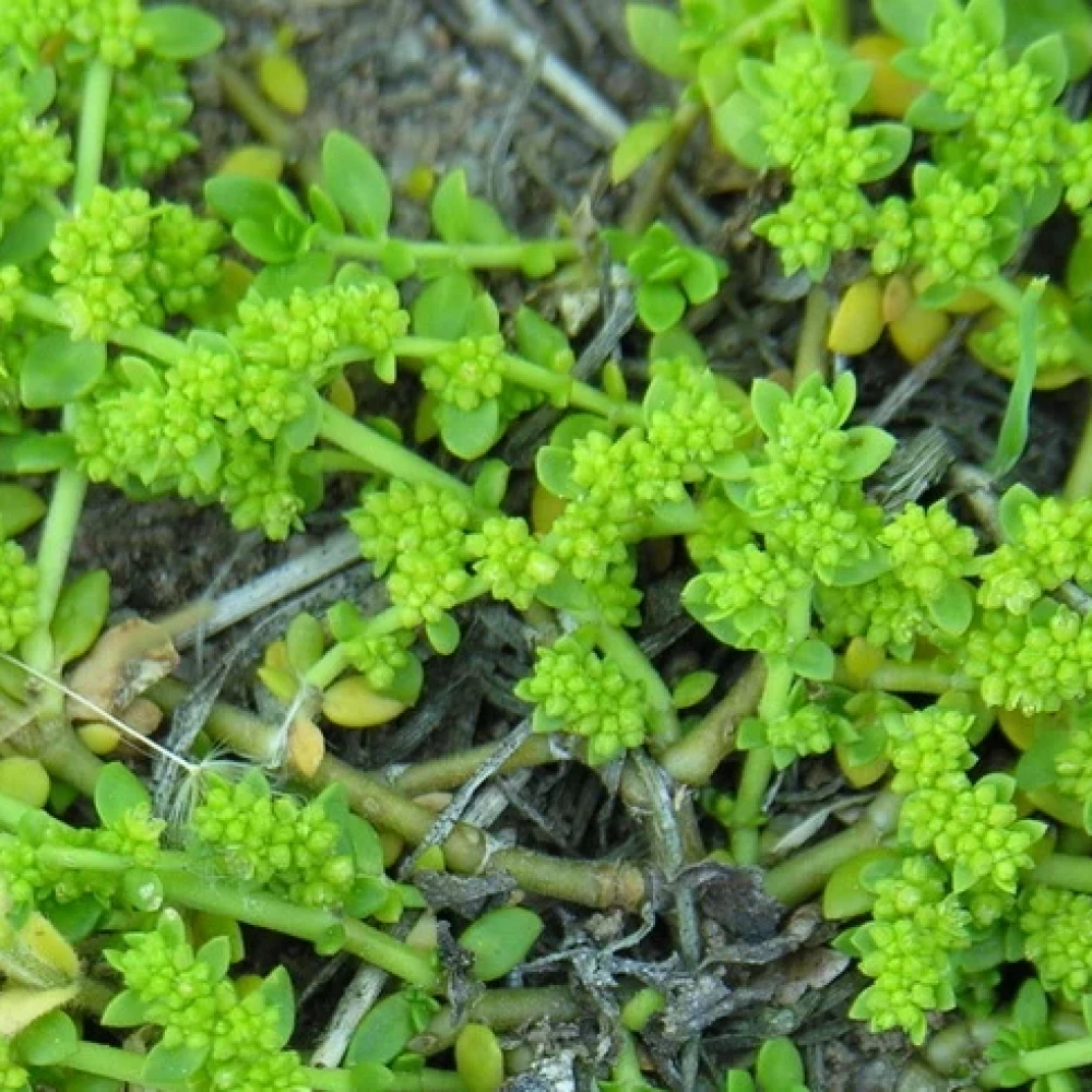 Остудник голий, особливості, засоби боротьби