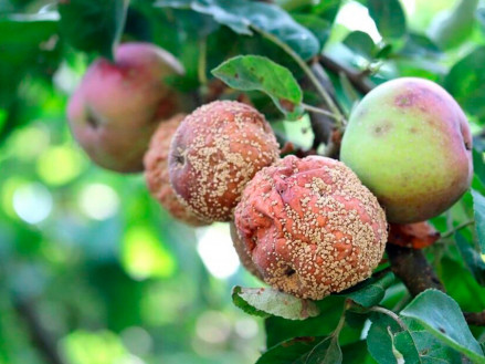 Які фунгіциди використовувати для боротьби з грибковими хворобами у саду?