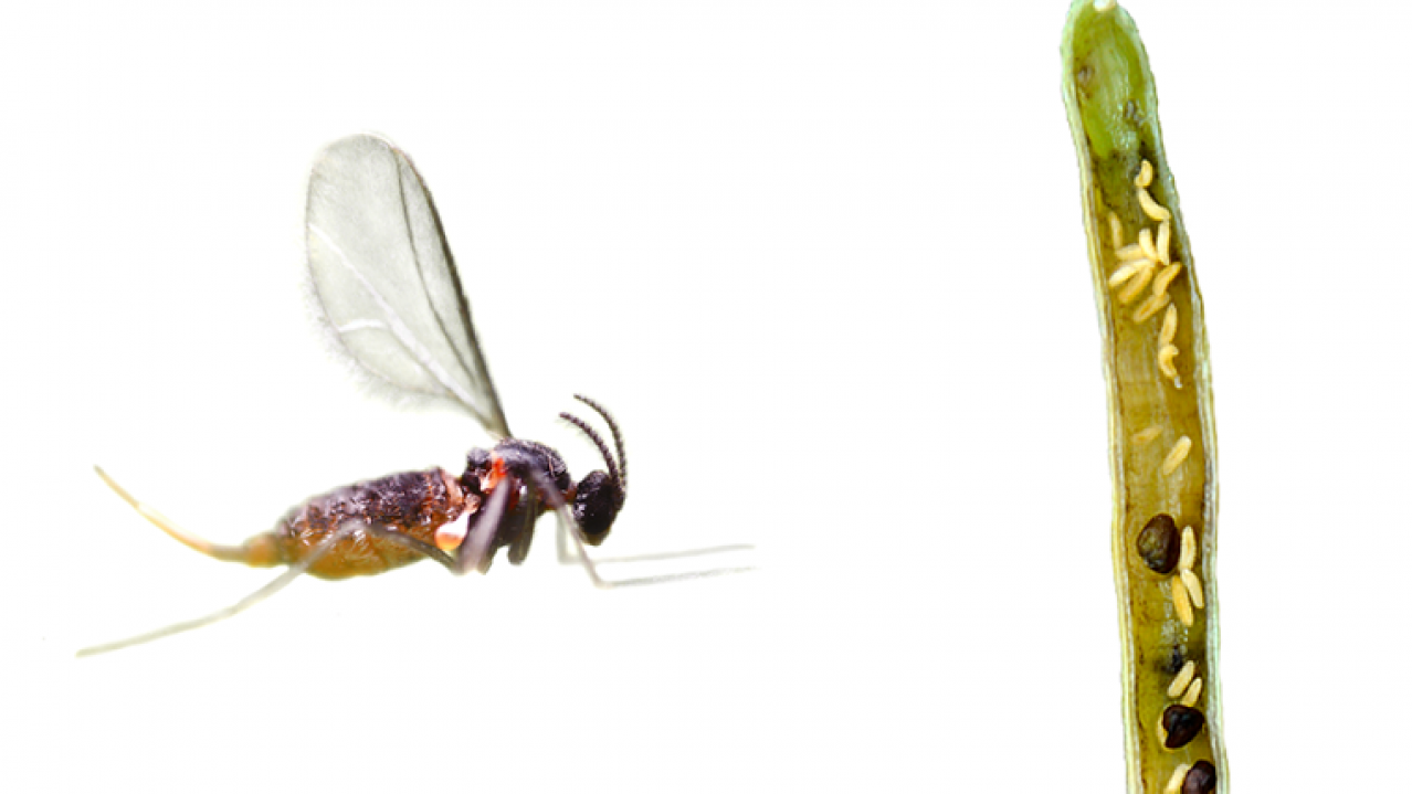 Імаго та личинки стручкового комарика