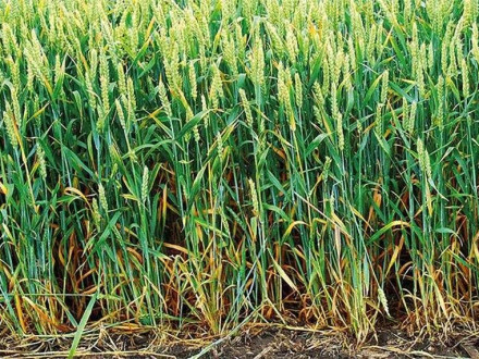 Регуляція росту озимої пшениці: навіщо і як це працює