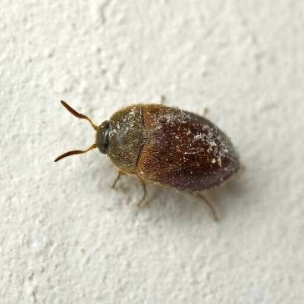 Капровый жук