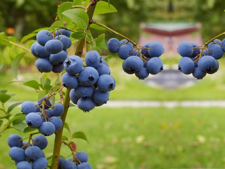 Особливості вирощування та захист лохини