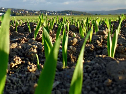 Комплексна система захисту пшениці