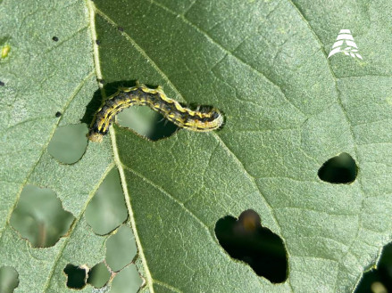 Эффективный контроль гусениц (капустная, луговая, совки): чем обработать?