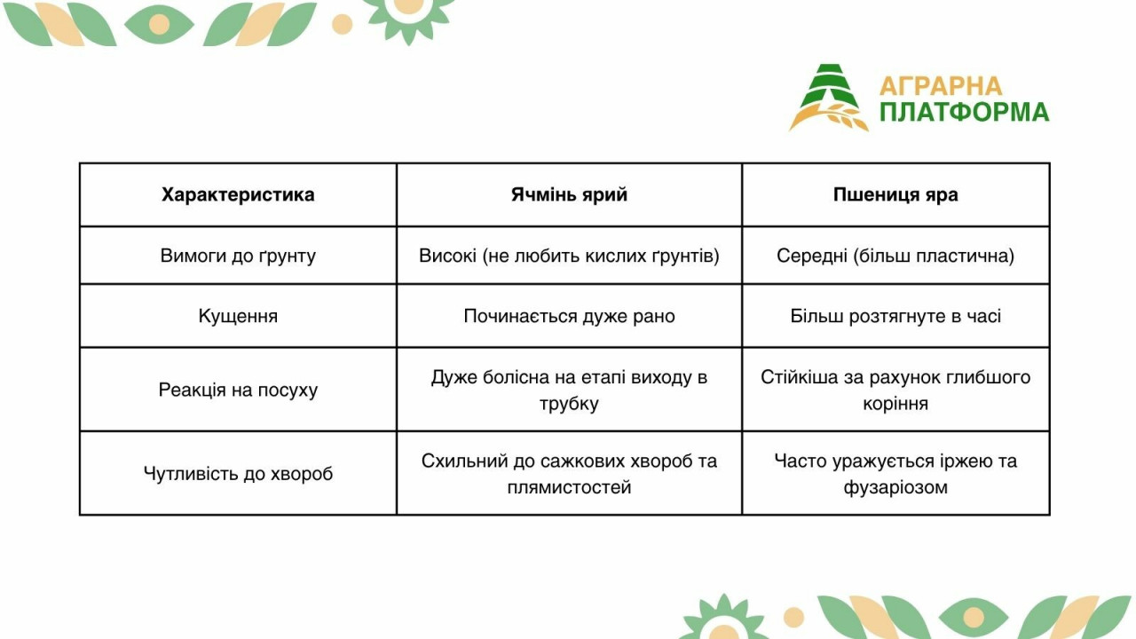 Особенности ячменя и пшеницы