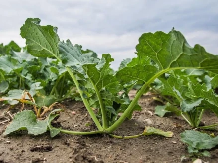 Комплексна система осіннього захисту ріпаку 🌸