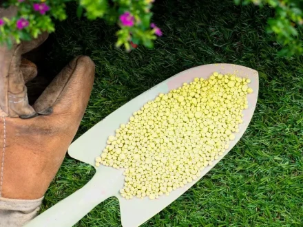 Почему для растений необходима сера? Необходимость серы для растений