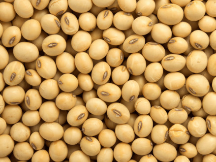 Яку сою обрати: ГМО чи класичну? Порівняльний аналіз для аграріїв