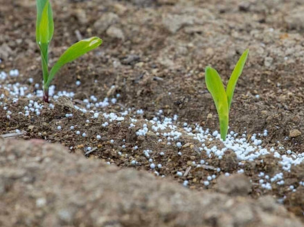 Сульфат амонію для осіннього живлення культури: ефективність і переваги