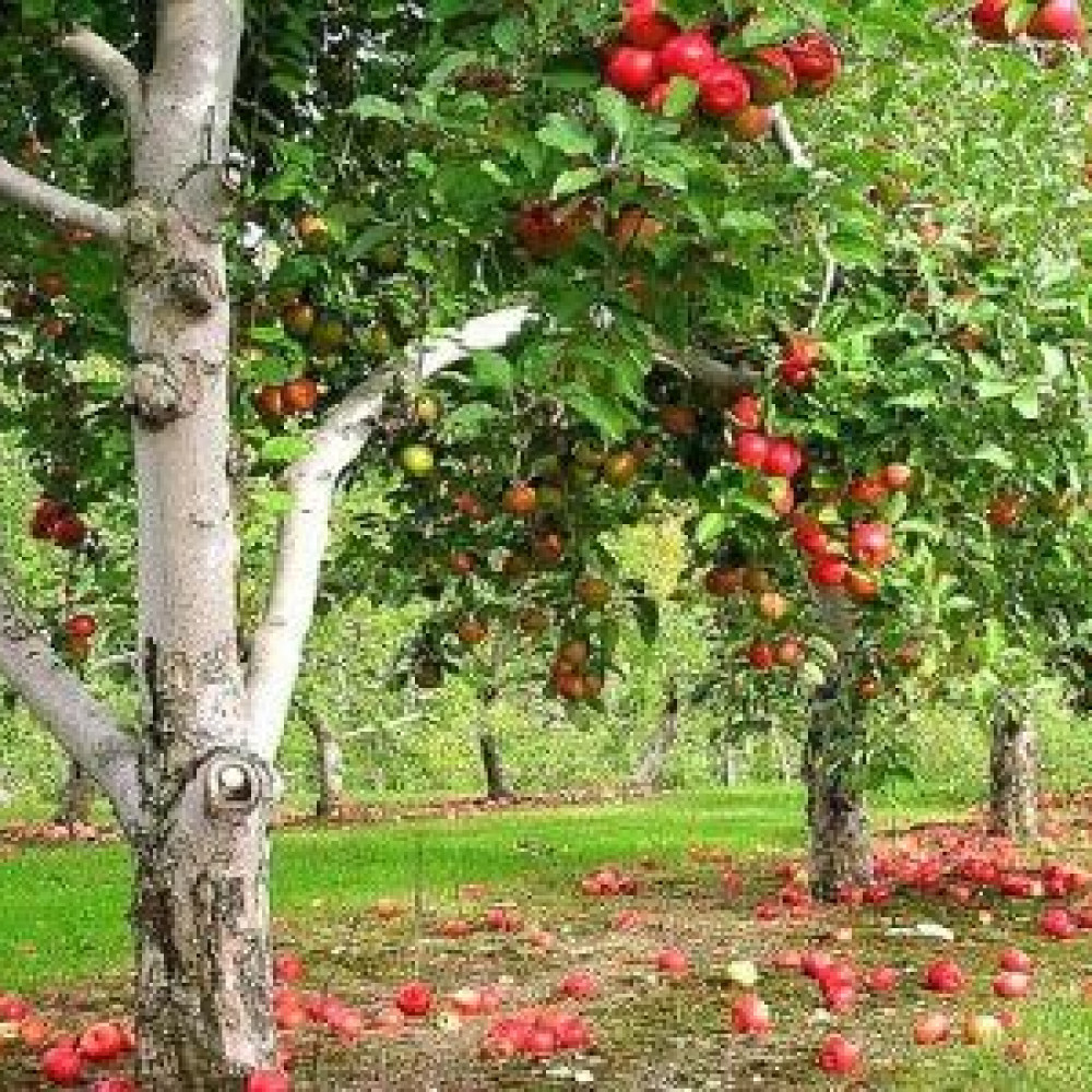 Вредители плодовых культур