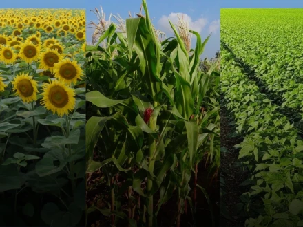 Технології вирощування ярих культур: огляд основних аспектів