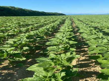 Основні хвороби та шкідники соняшника. Як захистити?