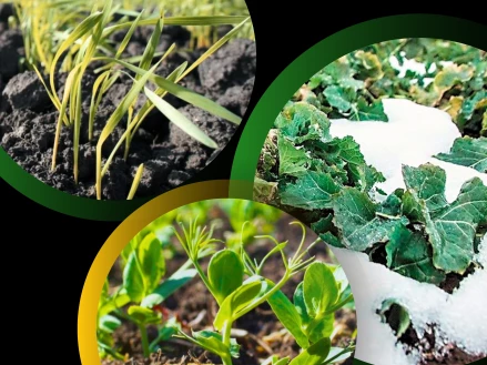 Оптимальная фаза вхождения в зиму для озимых культур