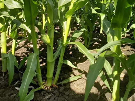 Кущення кукурудзи: вплив пасинкування на врожайність