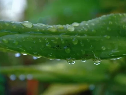 Залізний купороз: універсальний помічник у саду та городі