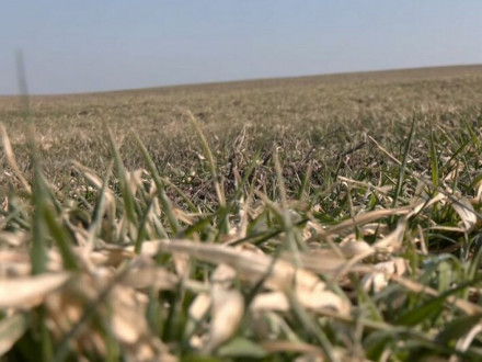 Как избежать сжижения озимых всходов: качественный посевной материал, протравливание