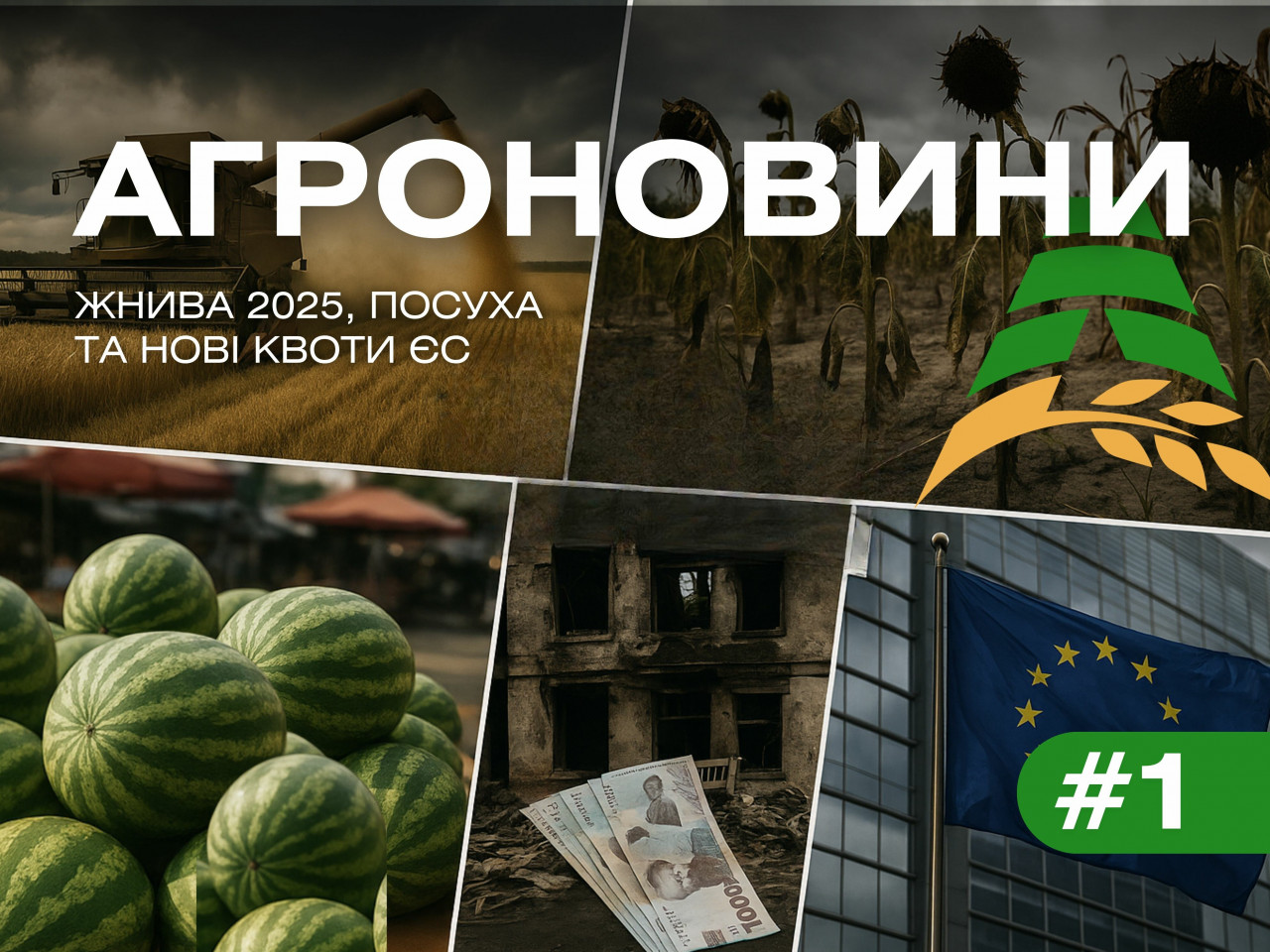 Жнива 2025, посуха та нові квоти ЄС Жнива 2025, посуха та нові квоти ЄС
