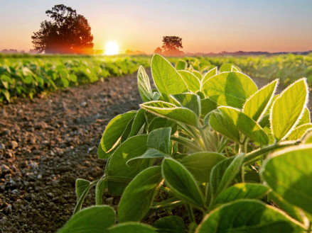 Страховий гербіцидний захист сої від дводольних та злакових бур'янів