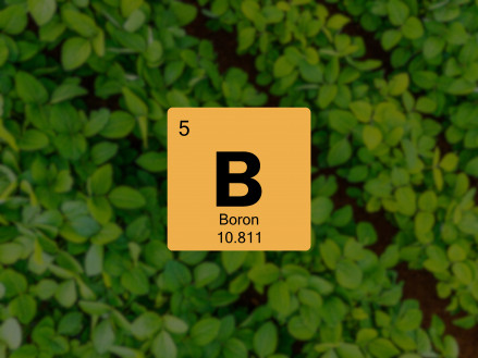Важливість бору для рослин