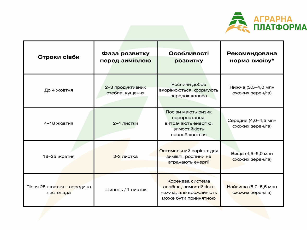 Строки посева озимой пшеницы Строки посева озимой пшеницы осенью