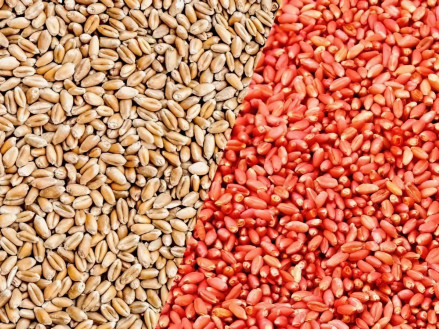 Чому потрібно використовувати протруйники?