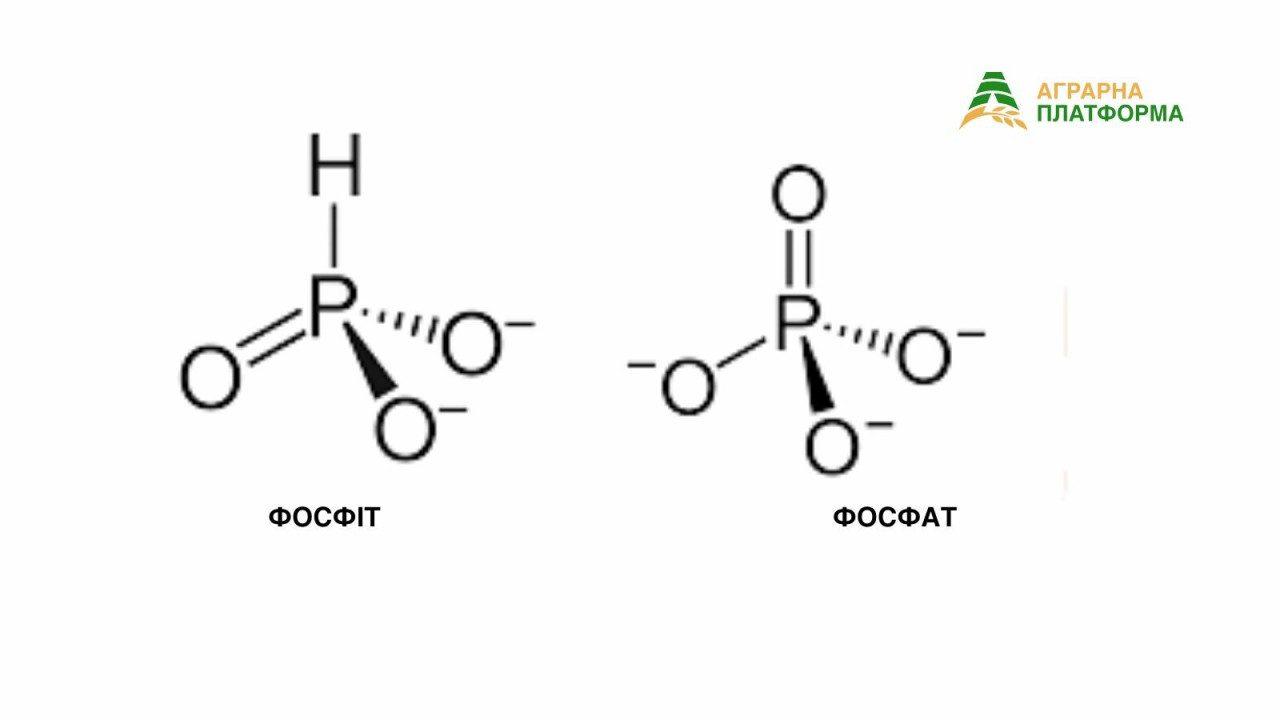 Різниця між фосфатом і фосфітом