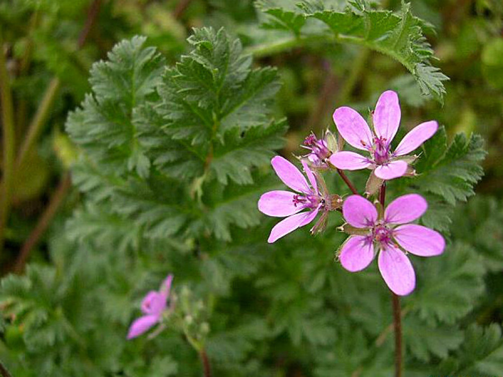 Грабельки довгодзьобі, бур'ян, особливості, заходи боротьби, Аграрна Платформ