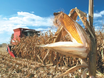 Комплексна система захисту кукурудзи