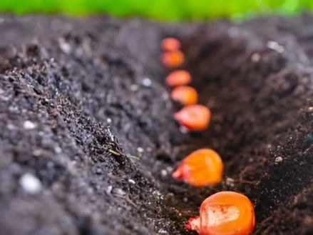 Подборка семян кукурузы по ФАО