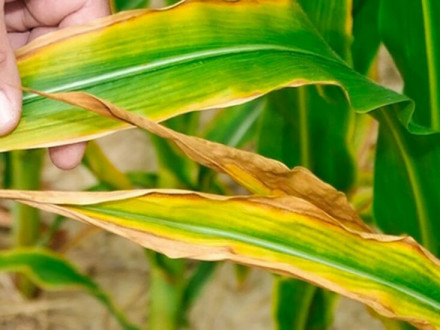 Дефіцит мікроелементів на посівах кукурудзи: як розпізнати пожовтіння листя та що робити