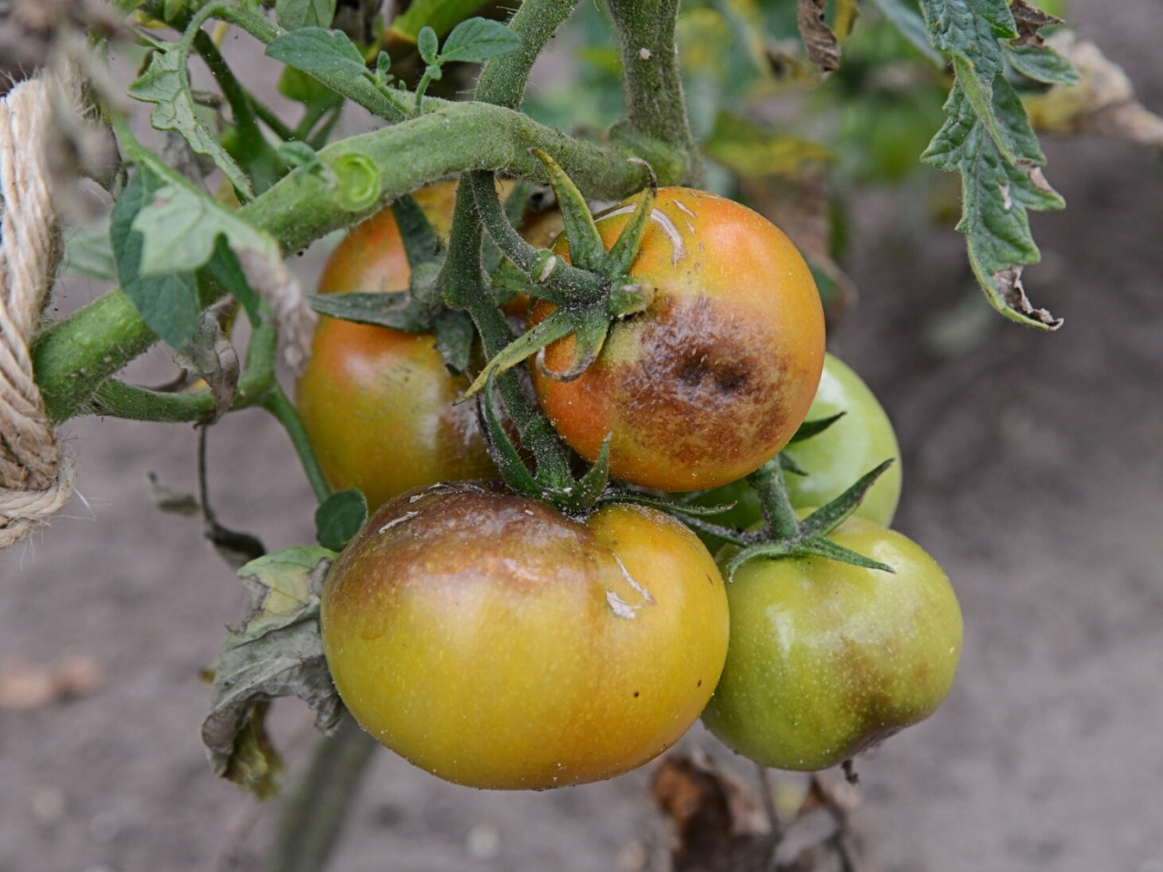Як захистити томати від фітофторозу в теплицях: дієві поради та методи