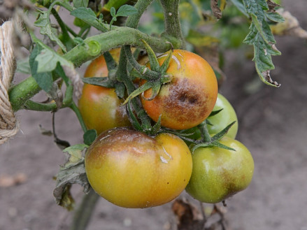 Як захистити томати від фітофторозу в теплицях: дієві поради та методи