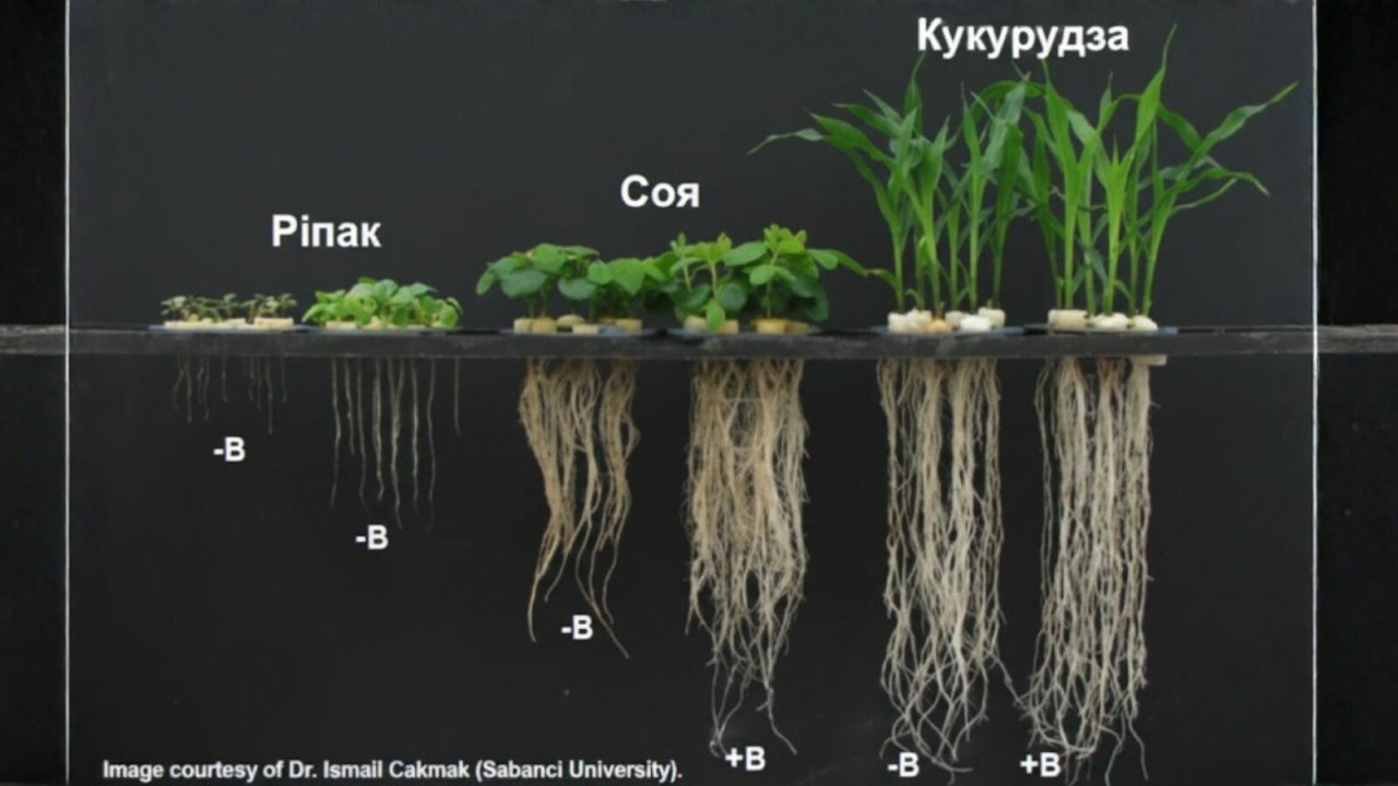 Воздействие дефицита и оптимального обеспечения бором на формирование корневой системы.