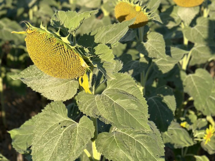 Комплексна система захисту соняшника