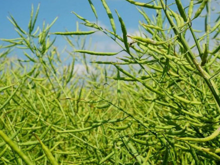 Стручковий комарик на ріпаку: як уникнути втрат урожаю